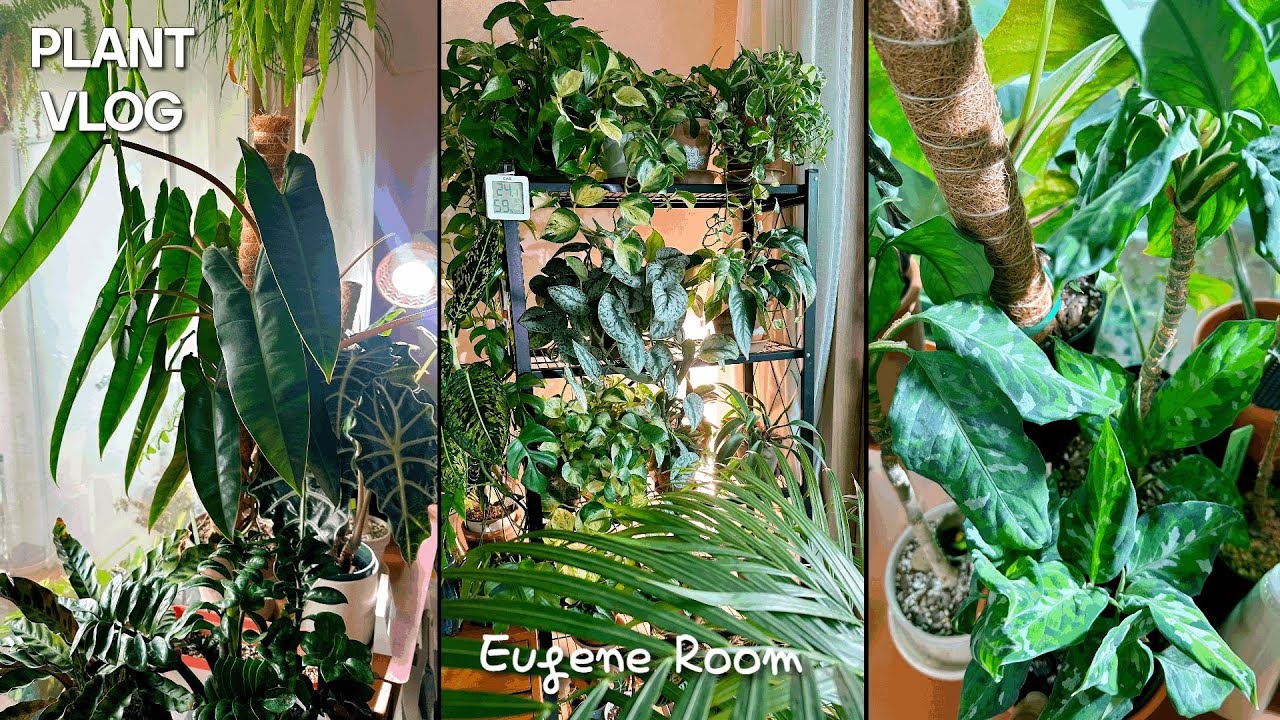 식물VLOG 2026새해 첫 식물영상 & 식물키우기 계획
