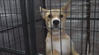 San Diego Humane Society shelters over capacity | Tips to keep your pets safe July Fourth