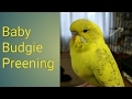 Baby Budgie Sparkles preens her feathers | 7 weeks old