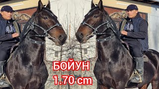 :   1.70 cm      
