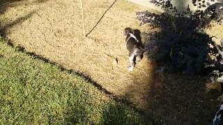 Catahoula Leopard cur  with a bone