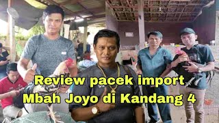 🔴Live... Mbah Joyo reviews imported pacek in cage 4, many from famous Thai farms