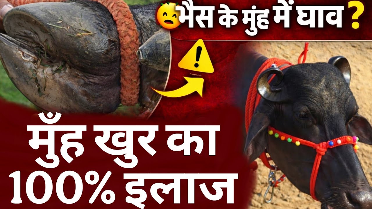 FMD मुंह-खुर बीमारी का 100% पक्का इलाज | Foot and Mouth Disease Treatment