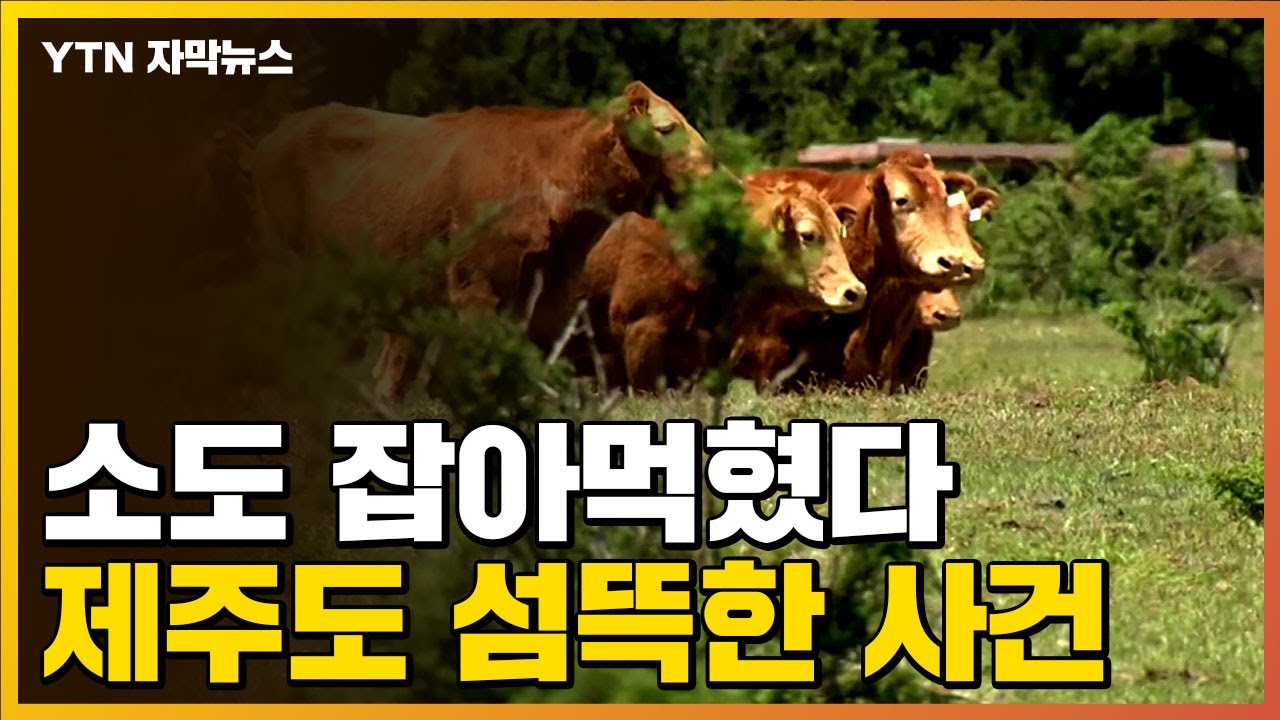 [자막뉴스] 소도 말도 잡아먹혔다...포악해지는 습격 / YTN