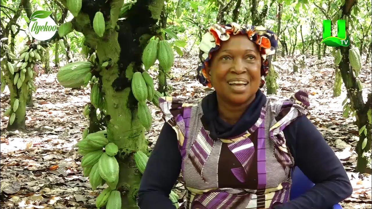 MAINTAIN YOUR FARM FOR MORE YIELD – AYEKOO TO COCOA FARMERS