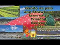 Strawberry Farm in La Trinidad, Benguet 2022 #ambisyosa #Strawberryfarm #Latrinidad #Benguet