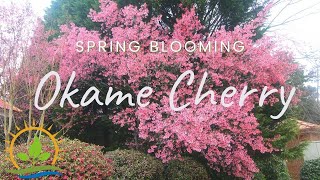 The GOAT of Spring Blooming Trees  Okame Cherry | Plant Spotlight