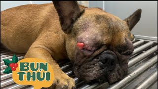 Pé Bull đi chữa mắt - Tuma Pets House #dog #cute Tuma Pets #bullphap #pet #cutedog