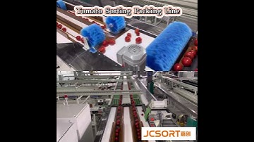 Tomato sorting packing line #sortingmachine #fruits #fruitsorting #tomato #jcsort