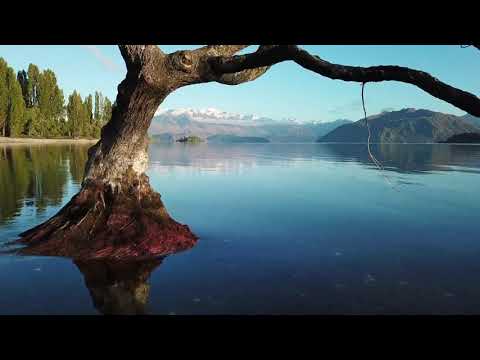 wanaka tree   new zealand