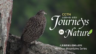 Minshan Mountains Series Ep. 8: Pheasant and takin on a foggy day