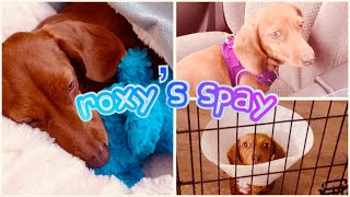 DOG SPAY: My Dog’s Spay Surgery Experience and Recovery Vlog