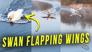 Swan Skimming Across the Lake Surface While Flapping Its Wings Then Glides and Stops