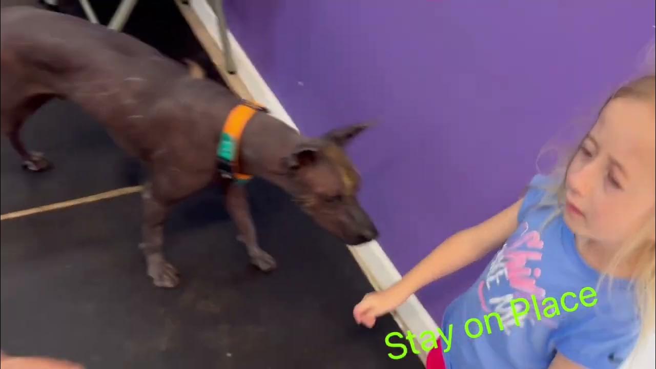 Golden Retriever graduates obedience school! Sublime K9 Training YouTube