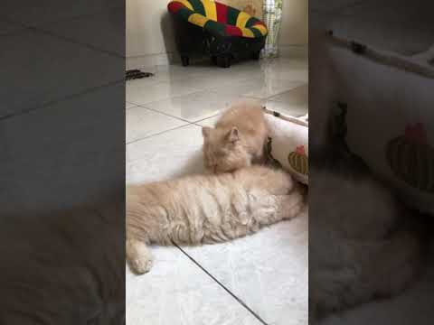 Mèo Anh lông dài 2 tháng tuổi