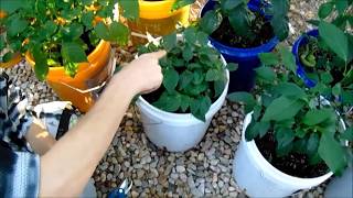 Pepper Pusher: August Rundown!