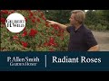 Planting Radiant Roses | Garden Home (1111)