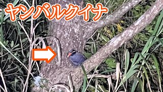 絶滅寸前の飛べない鳥、ヤンバルクイナ。【野生生物観察ドキュメンタリー】