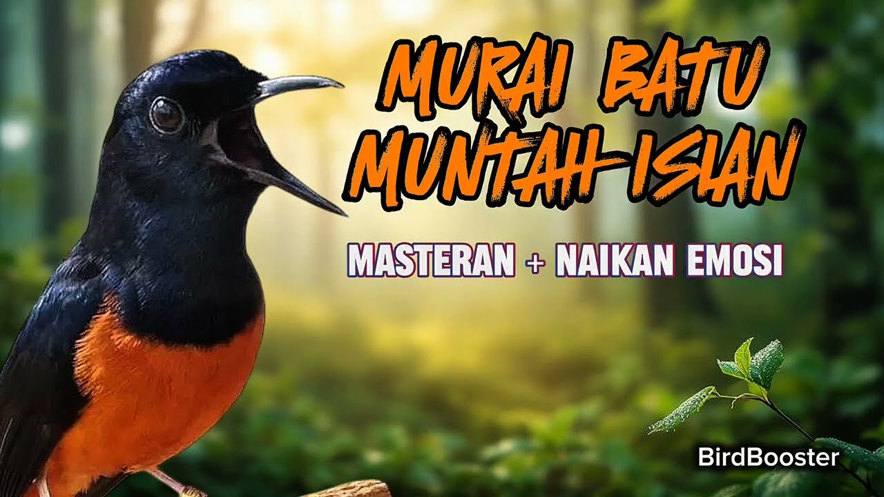 MASTER MURAI EMOSI MUNTAH ISIAN