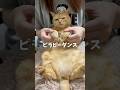 【猫ダンス/ピラピーダンス】#cat #猫 #shorts