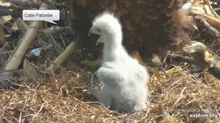 April 10, 2020 - Decorah North Bald Eagles - Sweet Baby Eaglet - DN12 - Cutie Patootie