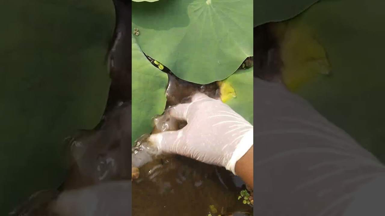 താമരയിൽ ഉണ്ടാകുന്ന രോഗങ്ങളും പരിഹാരങ്ങളും #Niravu #gardaning 