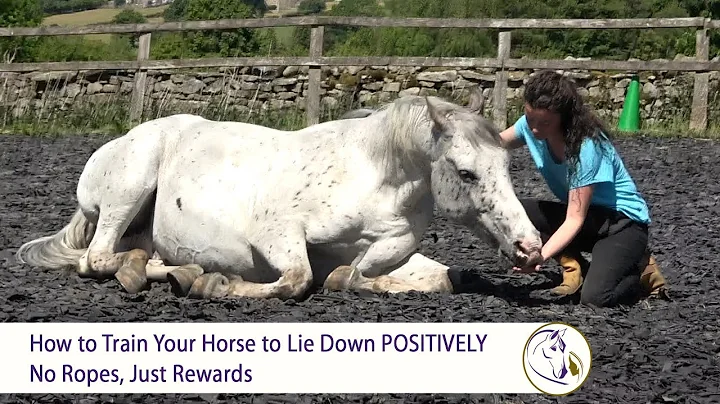 ¡Aprende a que tu caballo se acueste sin cuerdas, solo recompensas!