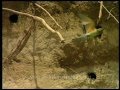 Bee-eaters at their nest-holes