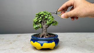 Making Bonsai Tree in 1 Year | Jade Plant | Repotting | Pruning | Portulacaria Afra
