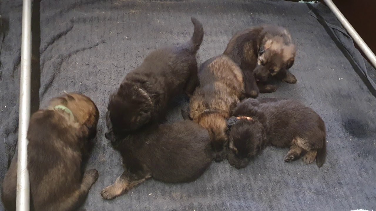 Dag 23: Voer, voer en nog meer voer! – (Oud-)Duitse Herder kennel YARA-hof, image size:1280x720