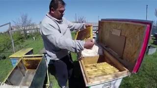 Осмотр , чистка и сокращение пчелиных семей