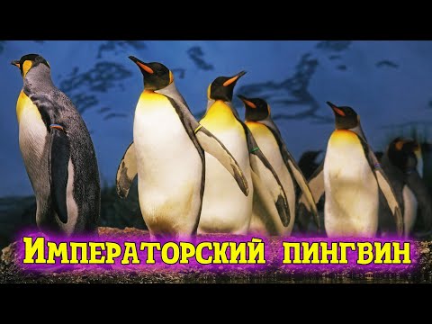 Императорский пингвин. Самый величественный пингвин на планете