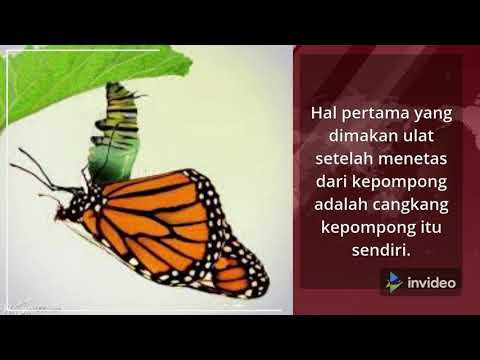 Video: Kupu-kupu Podalirium: deskripsi, siklus hidup, habitat. Swallowtail perahu layar