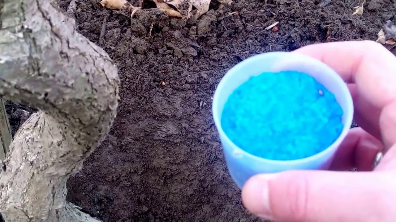 Γαλαζόπετρα στα ακτινίδια.-Αθανάσιος Πισαλίδης