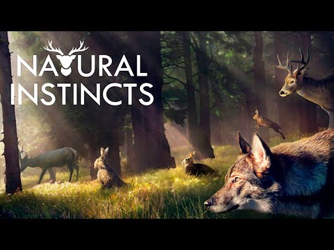 Natural Instincts: Первый Взгляд и Обзор Геймплея (Обучение и Прохождение Кампании за  Волков)