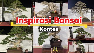 Wonderful Bonsai Tree | inspirasi bonsai kontes #bonsai #bonsaitree #inspirasibonsai 