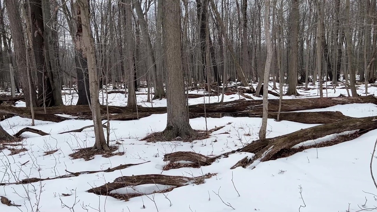Searching with my camera for Wildlife to photograph on a Late Winter Hike