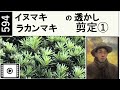 594 イヌマキの透かし剪定。Sukahshi pruning of yew plum pine is explained with videos and illustrations.miki3