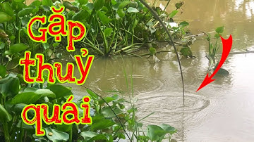 Câu Cá Tra ,Mè Vinh ,Cá Rô Mà Gặp Phải Cá Trê Khủng Nó Lôi Xém Té Sông | Fishing - Miền Tây