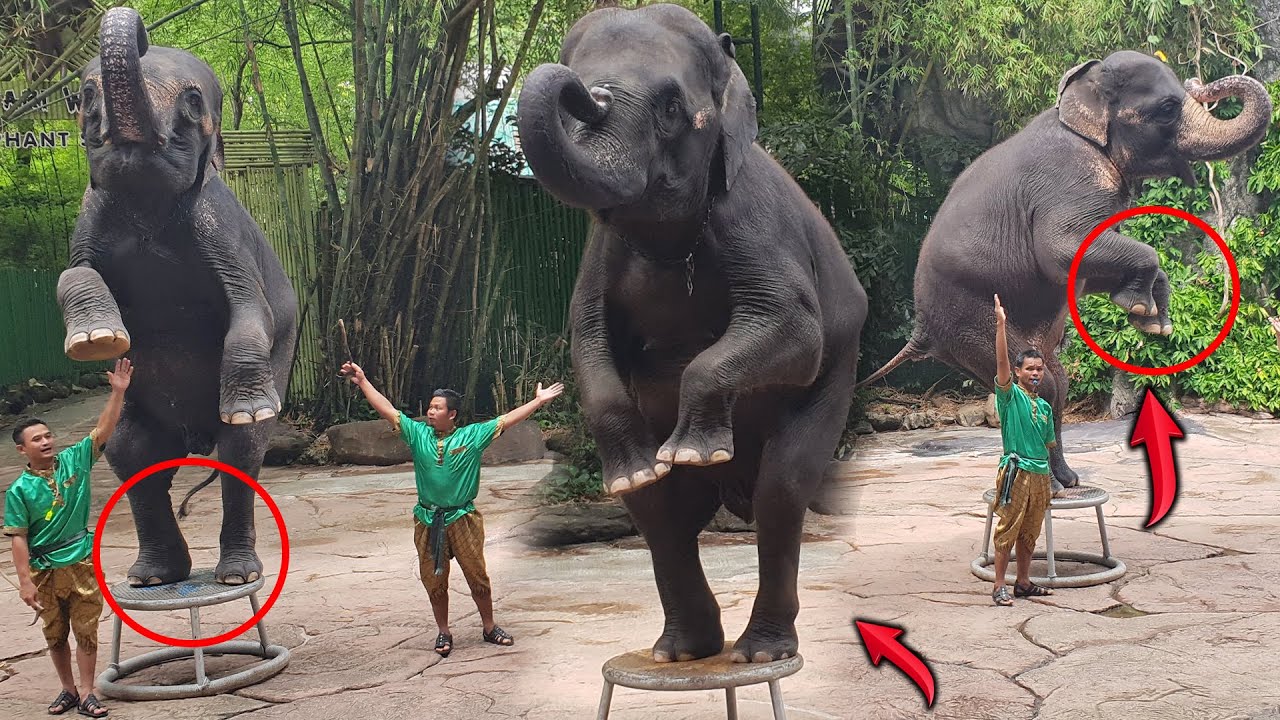 This is Impossible!! 😳 Elephants will do this?? in Bangkok (Thailand) | Karumangal