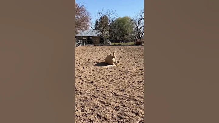#horses #mare #happy #feelinggood #palomino #equine