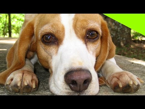 Video: Granos integrales para perros con diabetes
