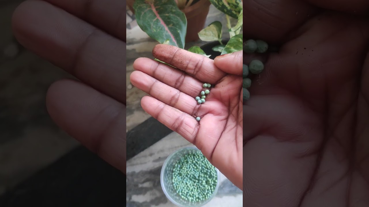 Basacote fertilizer ഈ രീതിയിൽ ചെടികൾക്ക് ഉപയോഗിച്ച് നോക്കൂ
