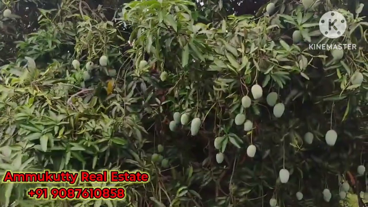 4 ஏக்கர் 50 செண்ட் நிலம் விற்பனைக்கு திண்டுக்கல் மாவட்டம் அய்யம்பாளையம் பகுதியில் அமைந்துள்ளது.