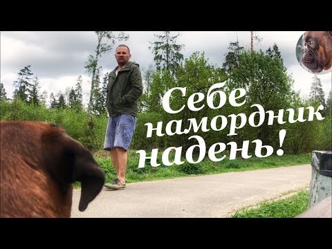 Случай на прогулке / Собака без намордника