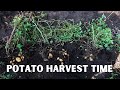 How do you know when your potatoes are ready to harvest