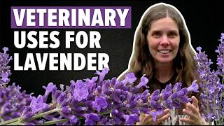 Veterinary Uses for Lavender- Anxiety, GI symptoms, Liver and Heart with nervous system balance