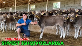 ✅100-100 Shvest ISHQIVOZLARIGA Buqa Va Hunojinlar keldi ulgurib qoling 
