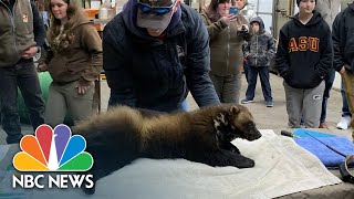 Watch: Rare Wolverine Captured In Utah