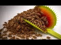 200 Crickets vs The Deadliest Carnivorous Plant